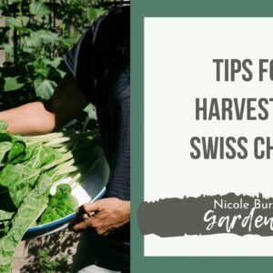 Tips for Harvesting Swiss Chard