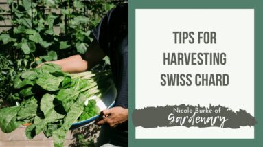 Tips for Harvesting Swiss Chard