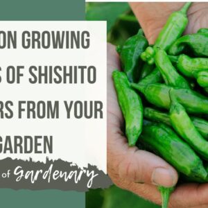 Tips on Growing Loads of Shishito Peppers