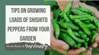 Tips on Growing Loads of Shishito Peppers