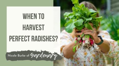Tips on When to Harvest Perfect Radishes from the Garden