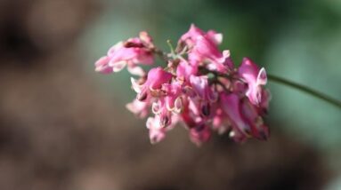 An Update to an Old Fashioned Perennial-- 'Pink Diamonds' Fern-leaved Bleeding Heart