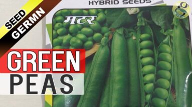 How to Grow GREEN PEAS FROM SEEDS - MATAR PLANTATION Best Season - Garden Tips
