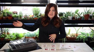 Tomato and Pepper Seed Planting Tips