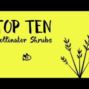 Top 10 Flowering Shrubs for Pollinators