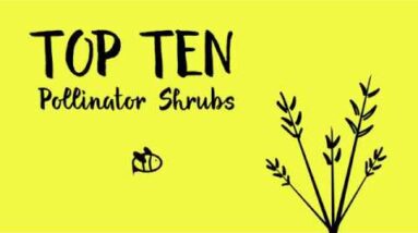 Top 10 Flowering Shrubs for Pollinators