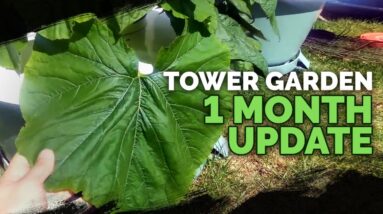 Tower Garden Growth After One Month