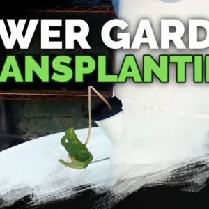 Tower Garden Transplanting Mistakes