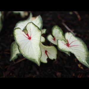 Tropical Heart to Heart Caladiums for the Shade