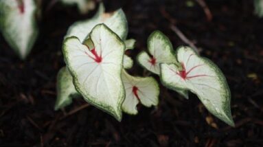 Tropical Heart to Heart Caladiums for the Shade