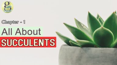 CACTI AND SUCCULENTS for beginners - INTRODUCTION | Difference between cactus and succulents