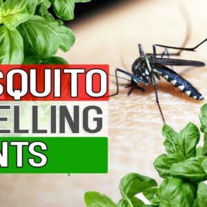 MOSQUITO REPELLENT PLANTS | Natural Remedy For Mosquitoes - Plants Repelling mosquitoes in Garden