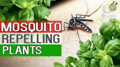 MOSQUITO REPELLENT PLANTS | Natural Remedy For Mosquitoes - Plants Repelling mosquitoes in Garden
