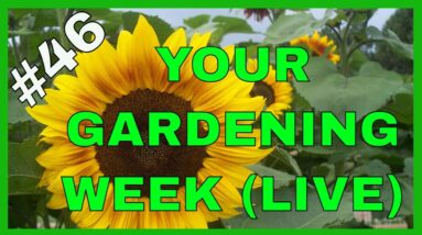 Vegetable Garden Prep & Single Seed Challenge (Q&A)