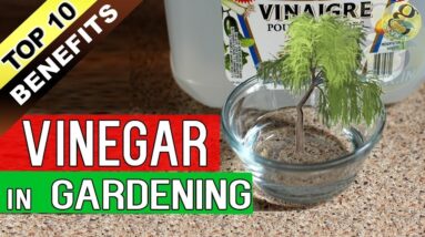 VINEGAR in GARDENING - Top 10 Proven Benefits of Vinegar for Plants