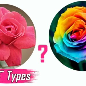 ROSE TYPES: DESI ROSE vs ENGLISH ROSE - Classification (kinds) + Difference Modern vs Garden Roses