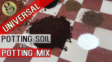 UNIVERSAL Potting Soil vs Potting Mix Differences | How to Make Best Potting Mixture for Plants