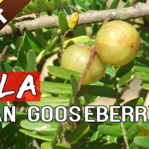 AMLA - How to grow and care Amla tree or Indian Gooseberry plant | Garden Tips in English