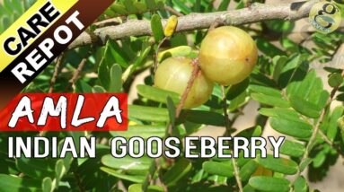 AMLA - How to grow and care Amla tree or Indian Gooseberry plant | Garden Tips in English
