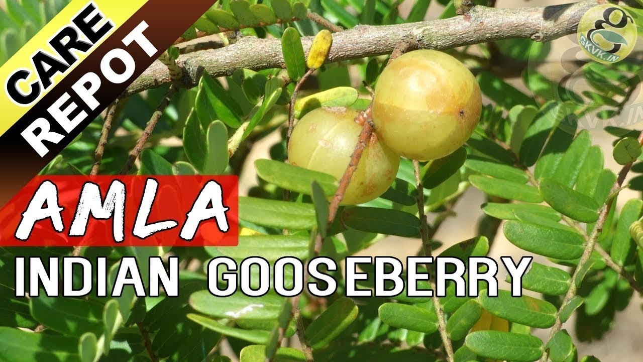 AMLA - How To Grow And Care Amla Tree Or Indian Gooseberry Plant ...