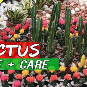 How to Grow CACTUS from cuttings and Care | Cloning Catus | Easily Root Cactus plant