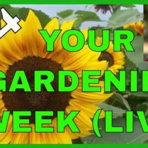 Weeds, Blooms, & Watering (Q & A)