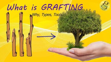 What is Grafting - Methods,Techniques,Benefits of Grafting | Grafting Tools