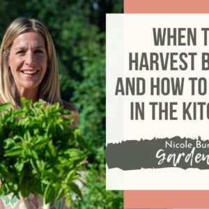 When and How Often to Harvest Basil and How to Use It in the Kitchen