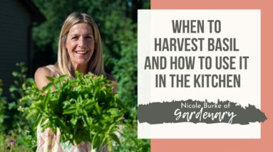 When and How Often to Harvest Basil and How to Use It in the Kitchen