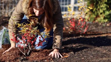 When Is It Too Late To Plant in Autumn?