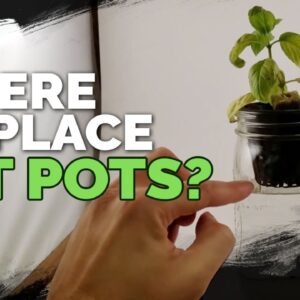 Where Should You Place Your Net Pots in a Deep Water Culture System?