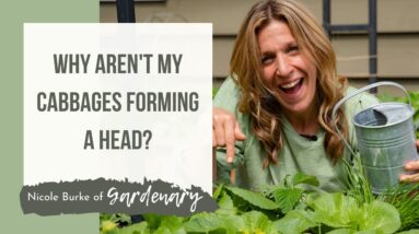 Why Are My Cabbages Not Forming Heads with Nicole Burke of Gardenary