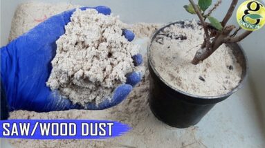 SAW DUST (WOOD DUST) For Plants and Gardening | The NITROGEN STEALING CONCEPT & Hacks