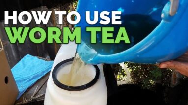 Worm Tea Foliar Feeding: Why You Should Do It ASAP!