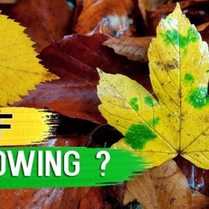 LEAVES TURNING YELLOW? 10 TIPS to Fix Plant with Yellow or Brown Leaves | Leaf Chlorosis