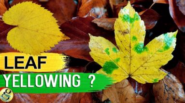 LEAVES TURNING YELLOW? 10 TIPS to Fix Plant with Yellow or Brown Leaves | Leaf Chlorosis