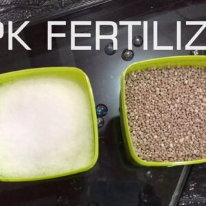 NPK Fertilizer for Plant Application in Gardening? How Much and How to Use | English