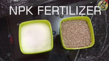 NPK Fertilizer for Plant Application in Gardening? How Much and How to Use | English