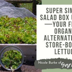 Super Simple Salad Box Update—Your Fresh, Organic Alternative to Store-Bought Lettuce