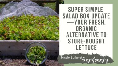 Super Simple Salad Box Update—Your Fresh, Organic Alternative to Store-Bought Lettuce