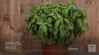 Amazel Basil--Finally a Downy Mildew Resistant Italian Sweet Basil!