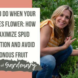 What to Do When Your Potatoes Flower: How to Maximize Spud Production and Avoid Poisonous Fruit
