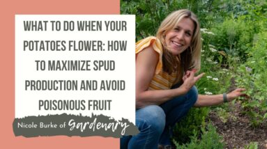 What to Do When Your Potatoes Flower: How to Maximize Spud Production and Avoid Poisonous Fruit