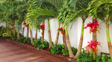 Best Ways to design  Palm Tree landscape Around Your Garden