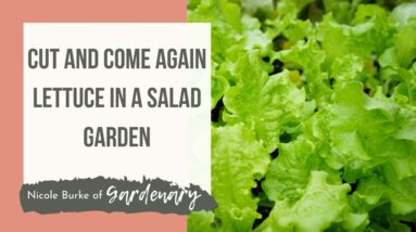 Cut and Come Again Lettuce in a Salad Garden