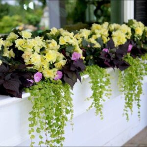 Enjoy Your Flowers from the Inside with a Window Box!