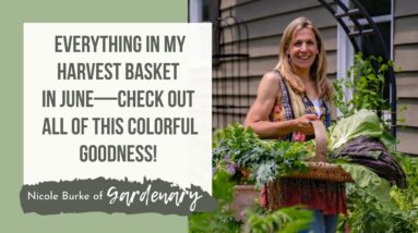 Everything in My Harvest Basket in June—Check Out All of This Colorful Goodness!