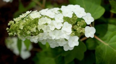 Gatsby Gal Hydrangea