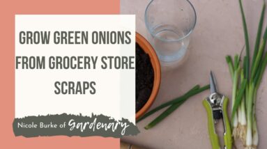 Growing Green Onions from Scraps