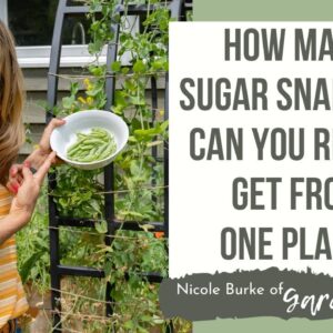 How Many Sugar Snap Peas Can You Really Get from One Plant?